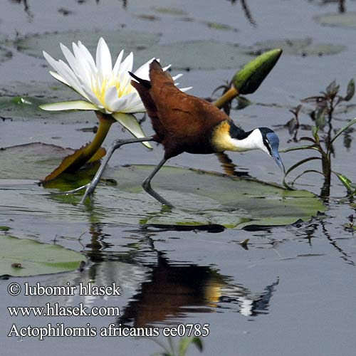 Actophilornis africana africanus African Jacana