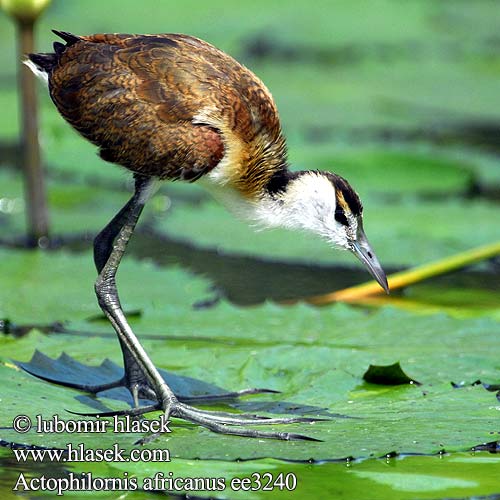 Actophilornis africana africanus African Jacana Afrikansk Bladhøne