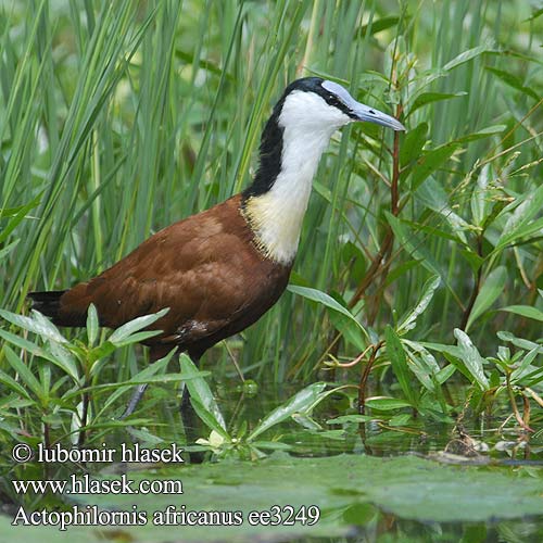 Actophilornis africanus African Jacana