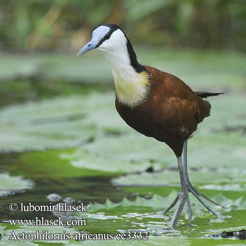 Actophilornis africanus African Jacana Afrikansk Bladhøne