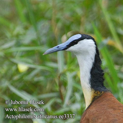 Actophilornis africanus ee3337