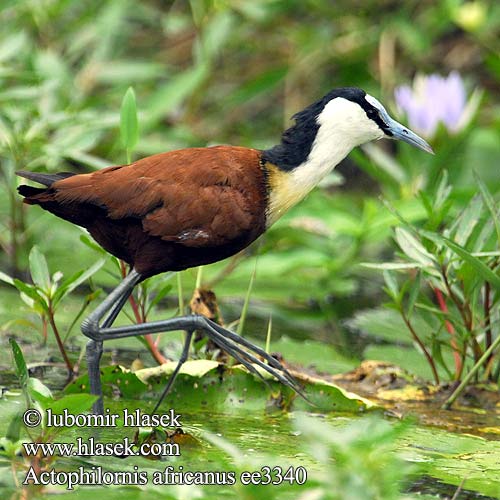 Actophilornis africanus African Jacana