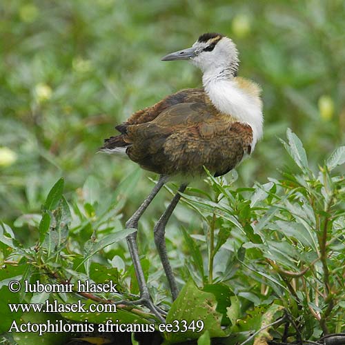 Actophilornis africanus Jakana modročelá Afrikabladhøne