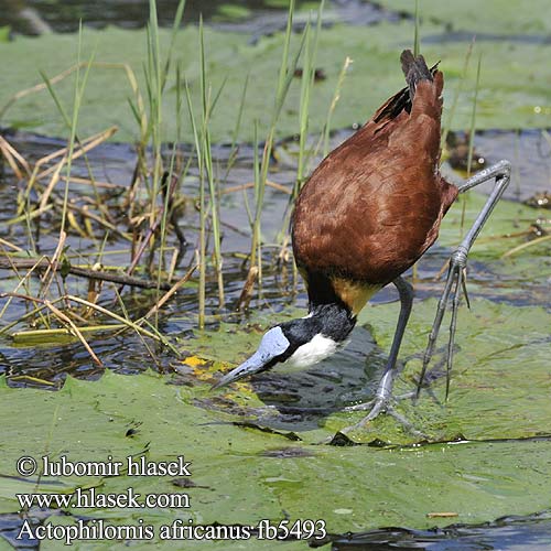 Actophilornis africanus fb5493