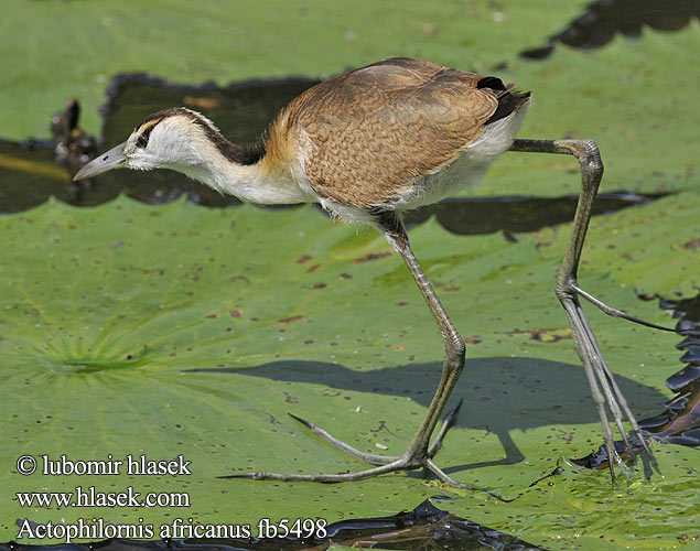 Actophilornis africanus Jakana modročelá