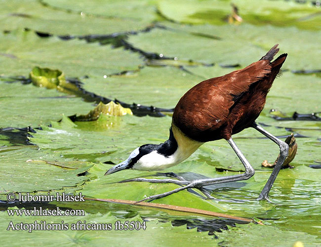 Jakana modročelá Actophilornis africanus