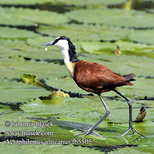 Jakana modročelá Actophilornis africanus africana