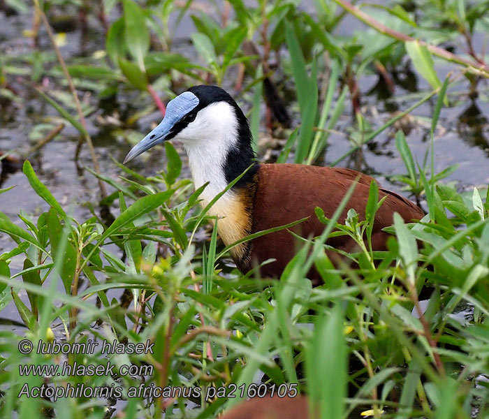 Ostnák africký Actophilornis africanus