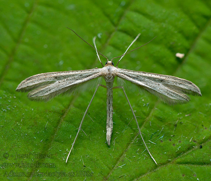 Pernatuška konopáčová Adaina microdactyla