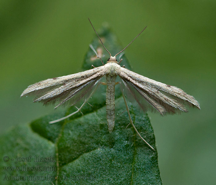 Hamflockelfjädermo Adaina microdactyl