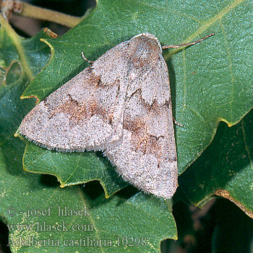 Adalbertia castiliaria