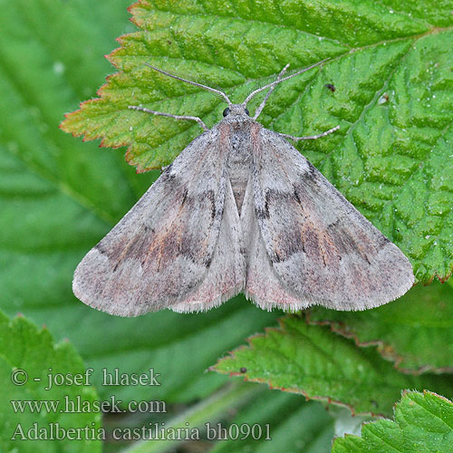 Adalbertia castiliaria