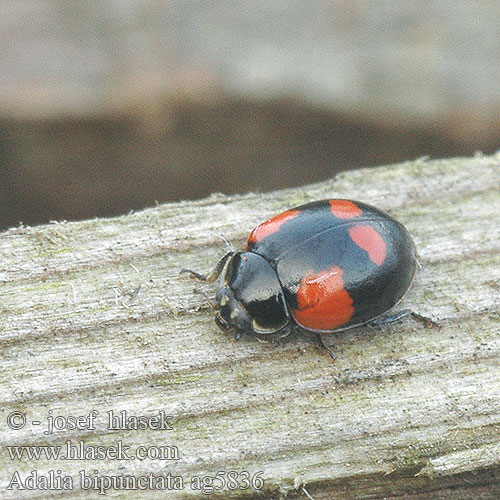 Adalia bipunctata