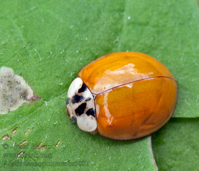 Adalia decempunctata Slunéčko desetitečné Zehnpunkt-Marienkäfer