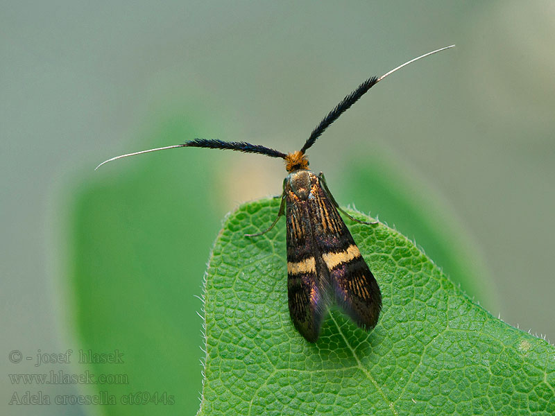 Adela croesella Small Barred Long-horn