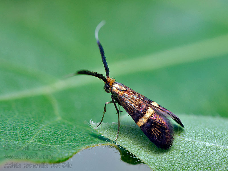 Adela croesella Gebandeerde langsprietmot