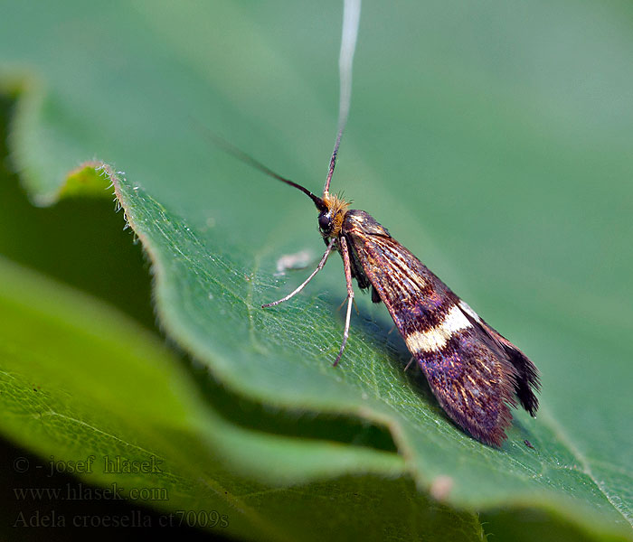 Adela croesella Buskantennmal