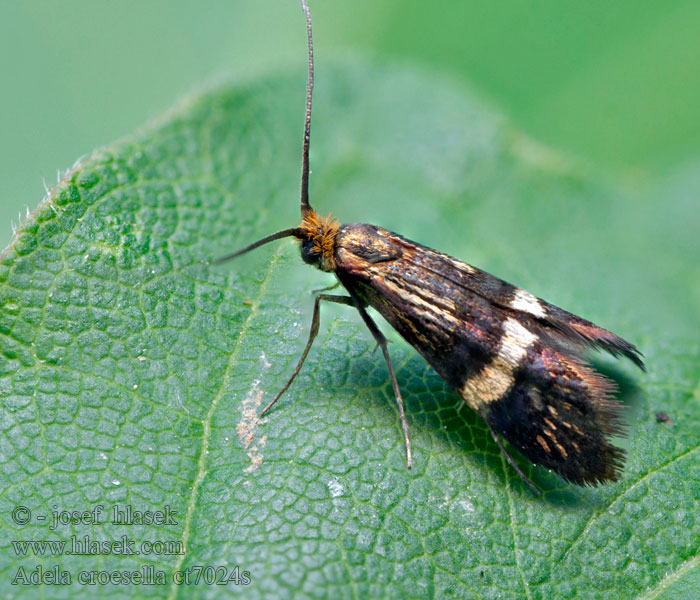 Adela croesella Busklanghornsmøl