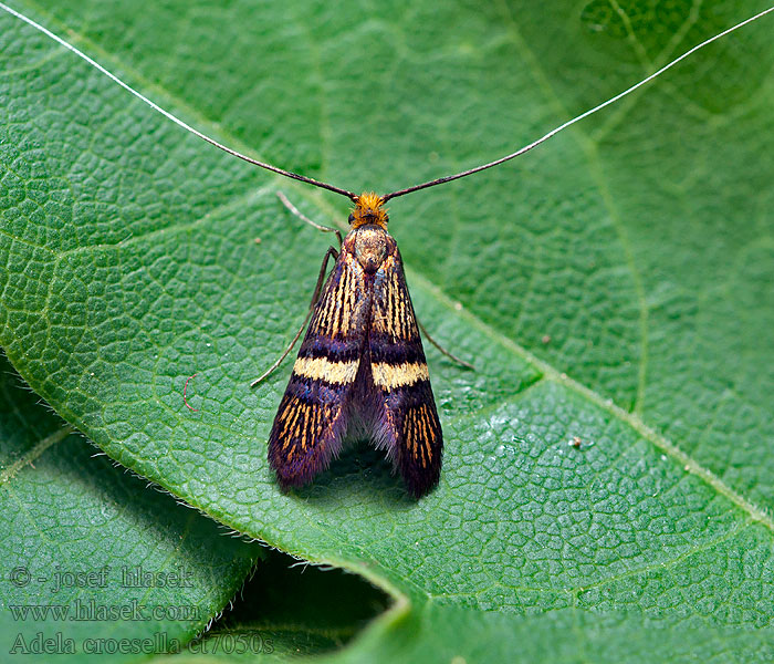 Small Barred Long-horn Adela croesella