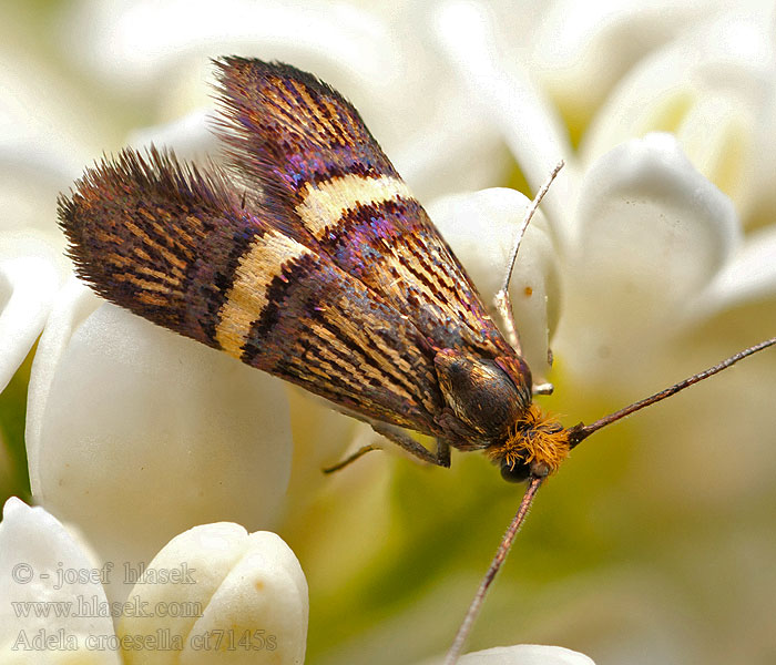 Buskantennmal Adela croesella