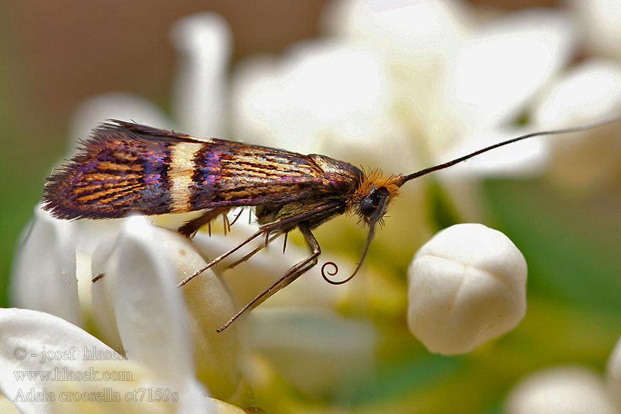 Busklanghornsmøl Adela croesella