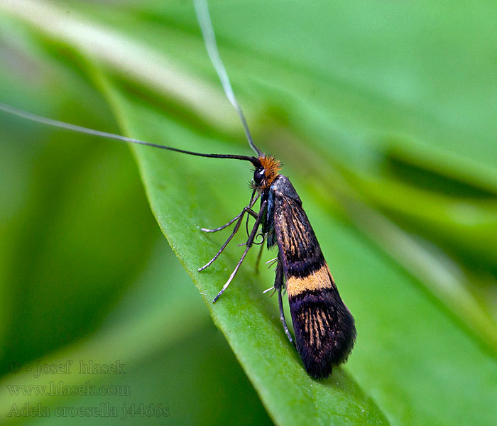 Small Barred Long-horn Adela croesella