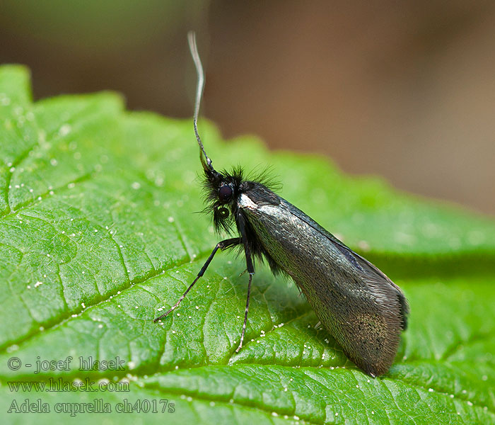 Adela cuprella Videantennmal Pilelanghornsmøl