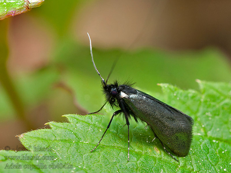 Early Long-horn Adela cuprella