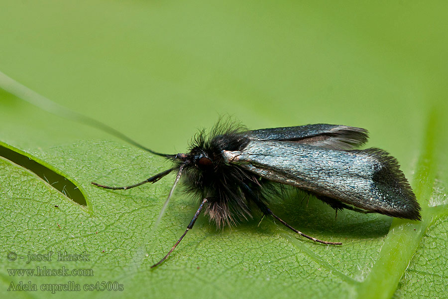 Adela cuprella Early Long-horn