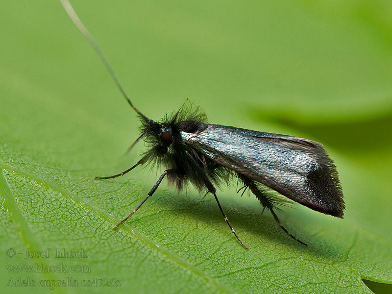 Adela cuprella Wilgenlangsprietmot