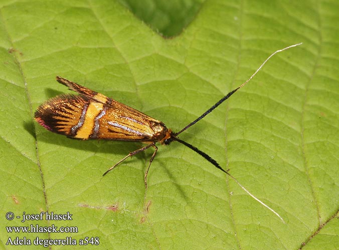 Nemophora Adela degeerella