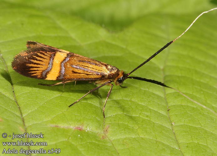 Nemophora degeerella Adela Longhorn Moth Coquille d'Or