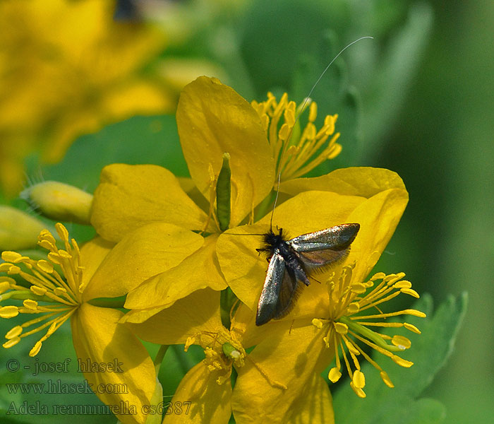 Adela reaumurella Adéla zelená Grüner Langfühler Green longhorn