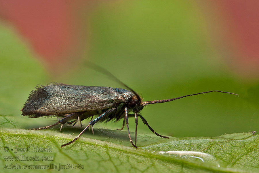 Adéla zelená Grüner Langfühler Green longhorn Adela reaumurella