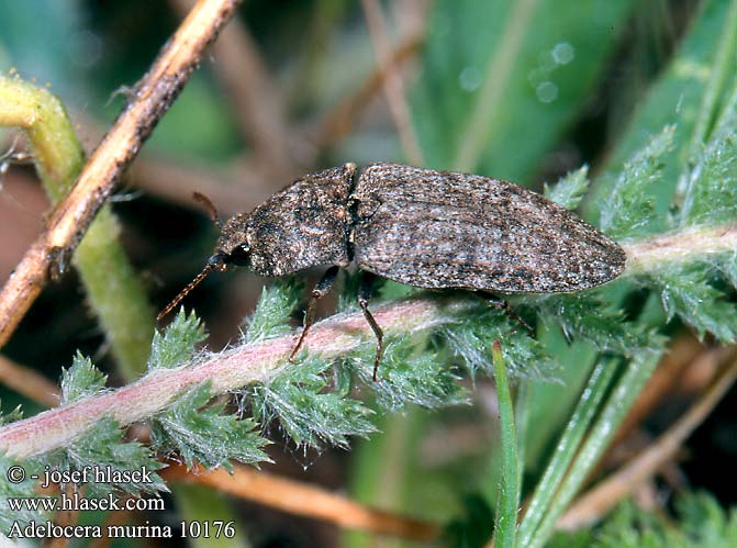 Adelocera murina Kovařík šedý Mausgrauer Schnellkäfer Muisgrijze kniptor