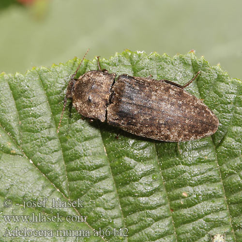 Kovařík šedý Mausgrauer Schnellkäfer Adelocera murina