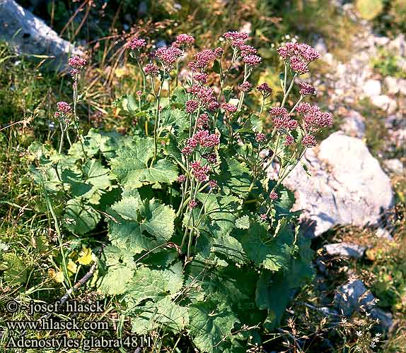 Adenostyles glabra Adénostyle des Alpes glabre Gemeiner Alpendost