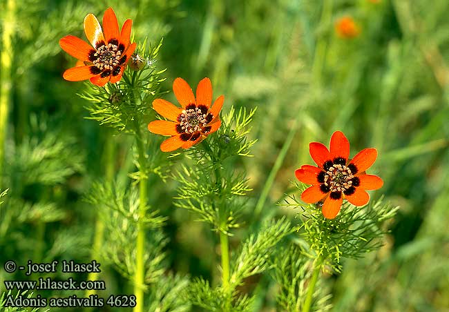 Adonis aestivalis Summer Pheasant's-eye Mark-adonis Sommer-Blutströpfchen