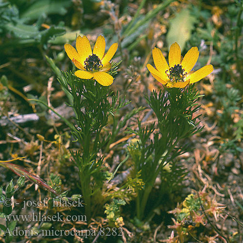 Adonis microcarpa Adonide fiore piccolo Renículo