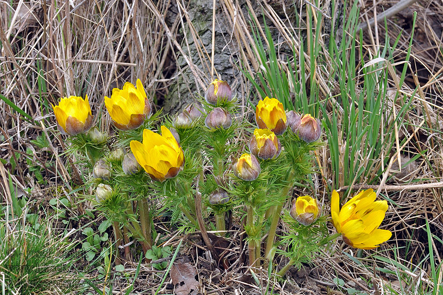 Adonis vernalis Hlaváček jarní Frühlings-Adonisröschen Miłek wiosenny