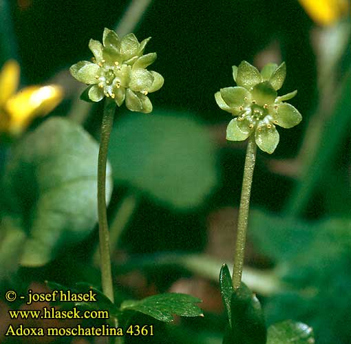 Adoxa moschatellina Moschatel Desmerurt Tesmayrtti Adoxe musquée