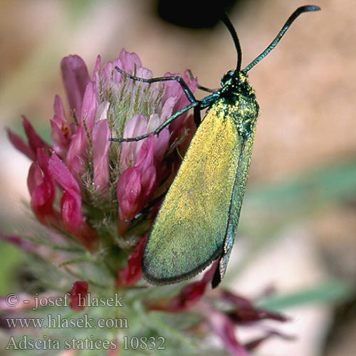 Adscita statices Forester Turquoise Közönséges fémlepke