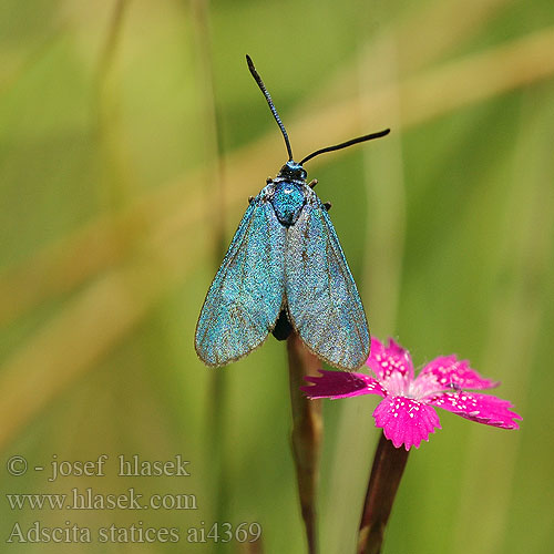 Adscita statices Forester turquoise Közönséges fémlepke