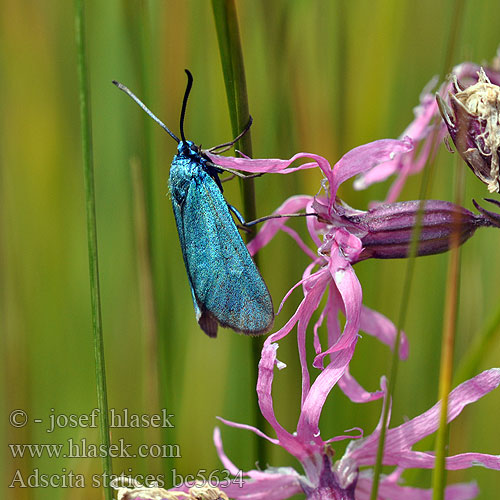 Forester Turquoise Közönséges fémlepke