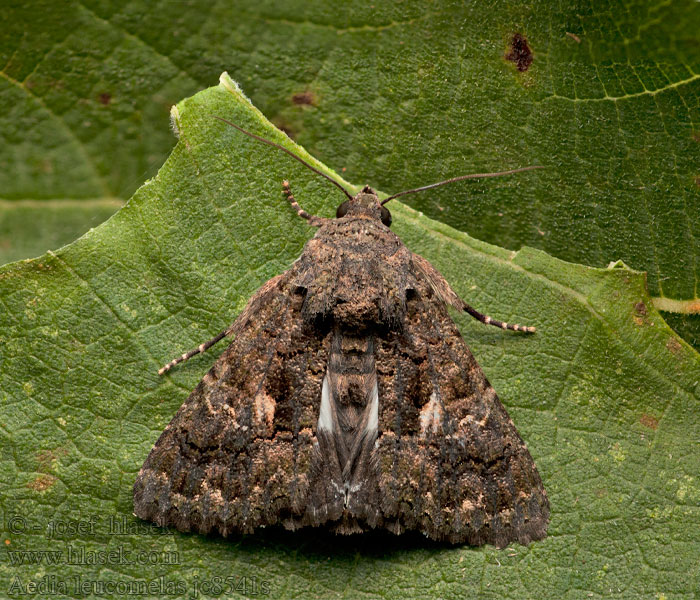 Aedia leucomelas Clair-obscur Dominólepke ナカジロシタバ