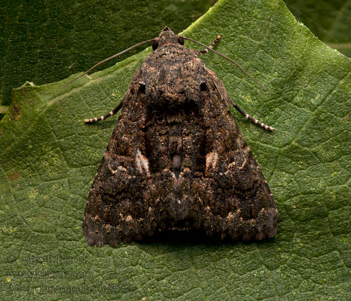 Aedia leucomelas Tmavopáska jižní Eastern Alchymist