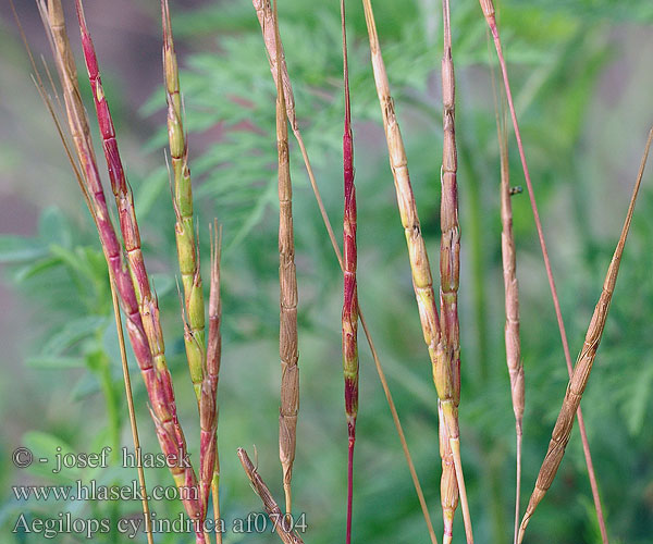 Aegilops cylindrica Jointed goatgrass Gedeøje Egilope cylindrique