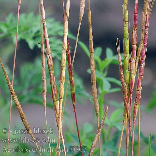 Aegilops cylindrica Egilope cylindrique cilindrica Kecskebúza