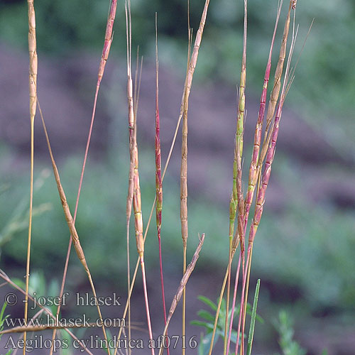 Aegilops cylindrica Kecskebúza Walzenförmige Zylindrische Walch