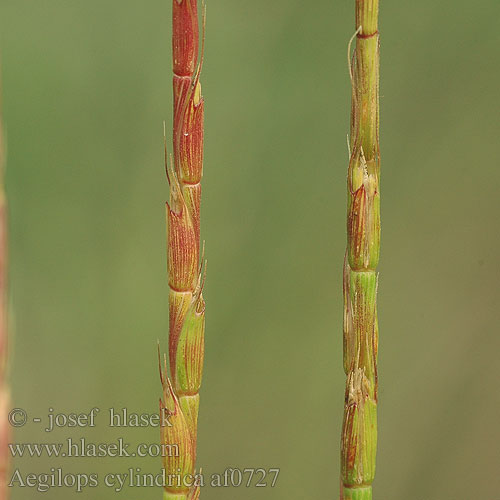 Aegilops cylindrica Walzenförmige Zylindrische Walch